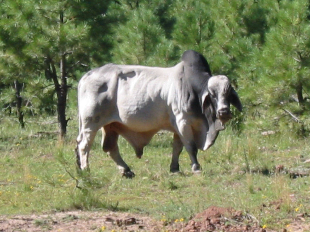 Brahma Bull