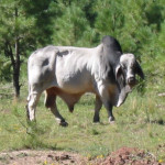 Brahma Bull