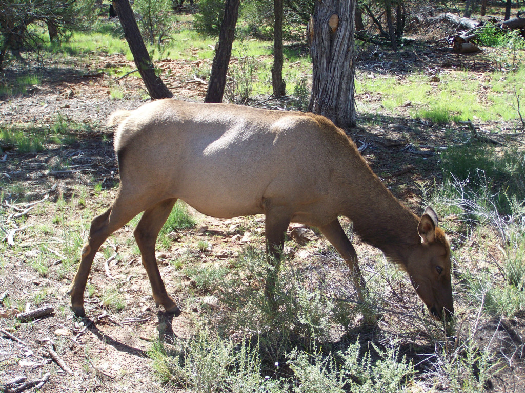 Cow Elk in Grand Canyon Park