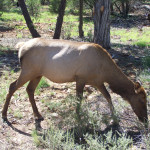 Cow Elk in Grand Canyon Park