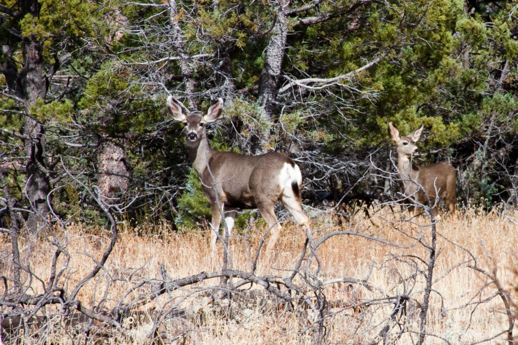 Mule Deer at Station Tank