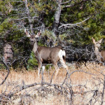 Mule Deer at Station Tank