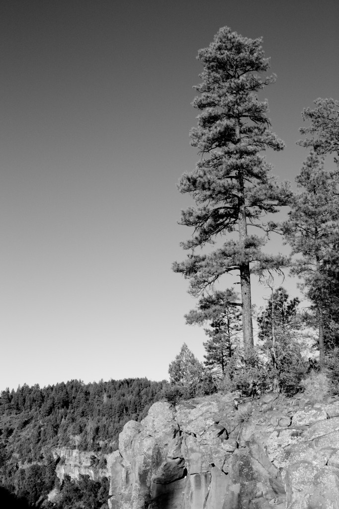 Volunteer Canyon, Arizona