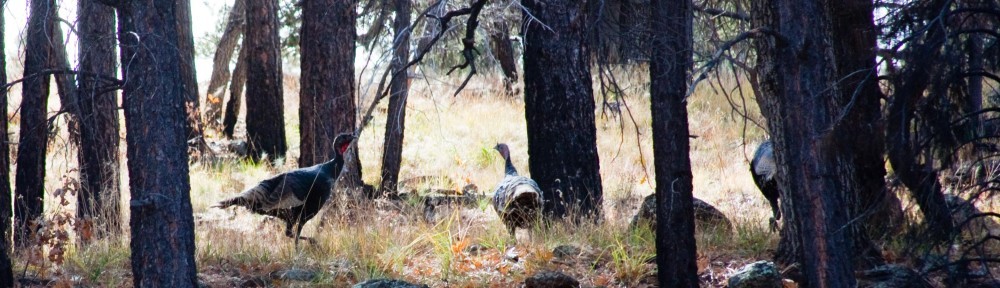 Northern Arizona - Jackass Tank