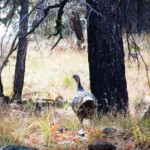 Northern Arizona - Jackass Tank